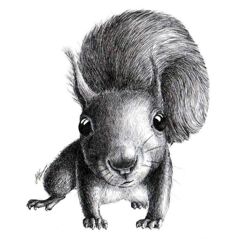Eichhörnchen