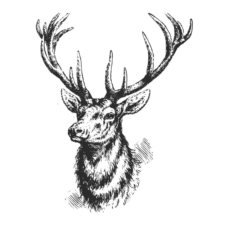 Hirsch