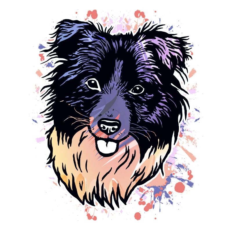 Border Collie éclaboussures de couleur