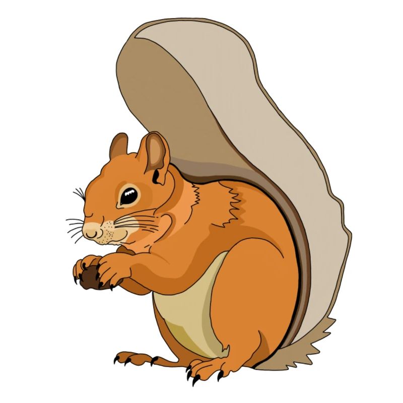 Squirrel