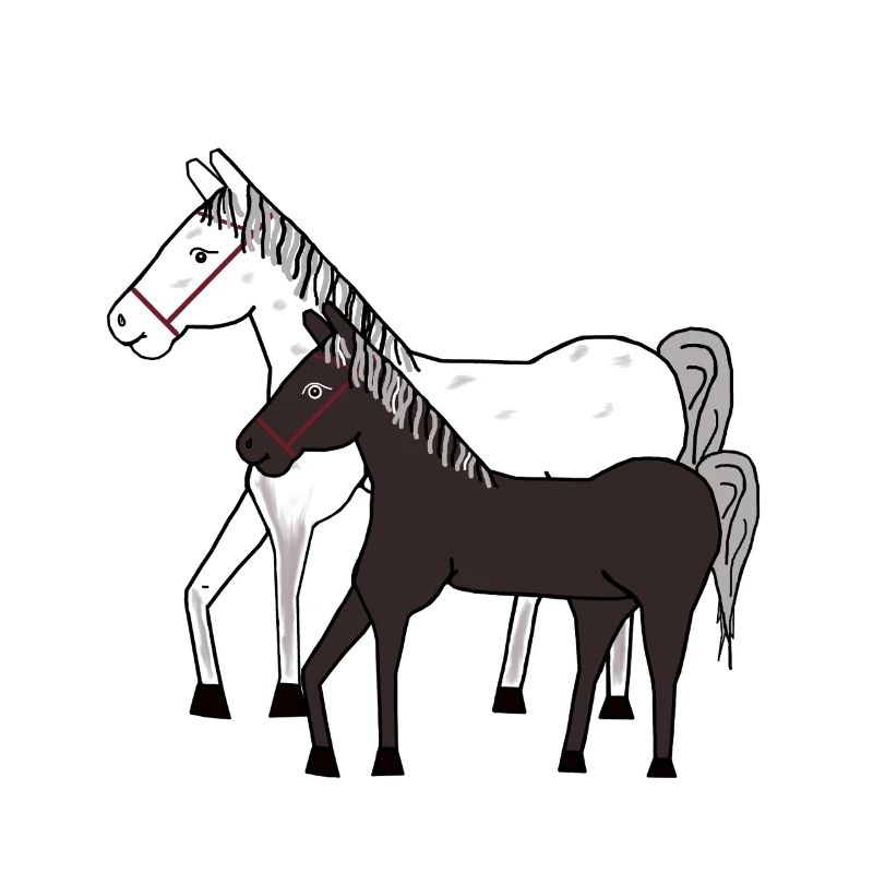 Pferd Pferde Pony