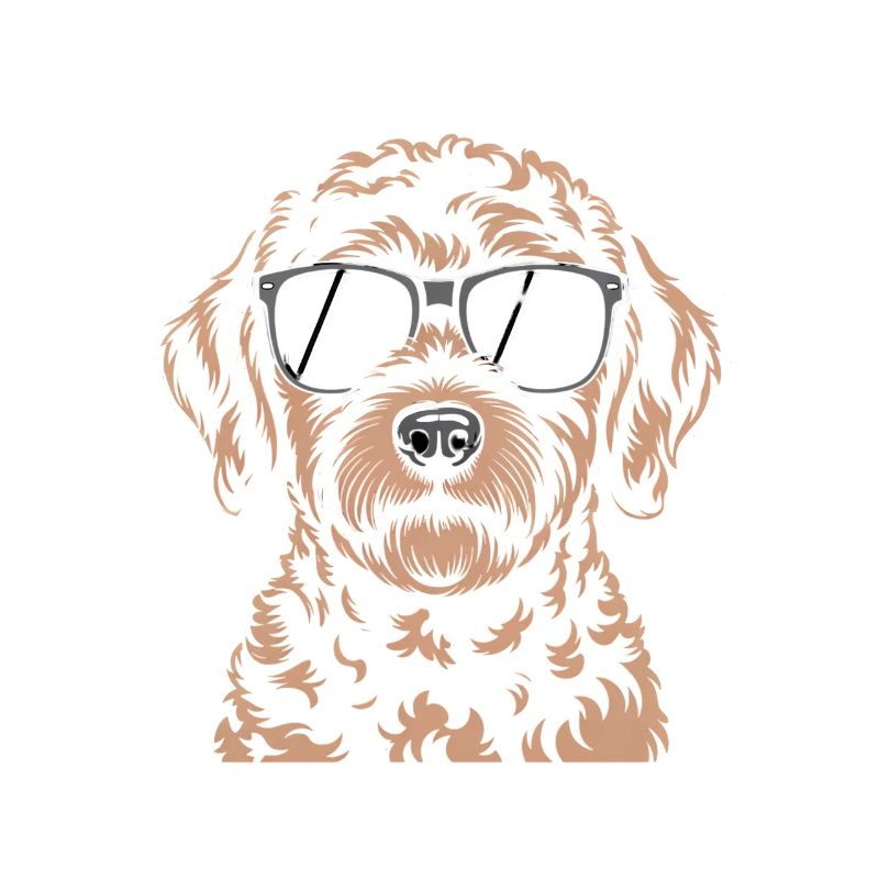 Labradoodle brun