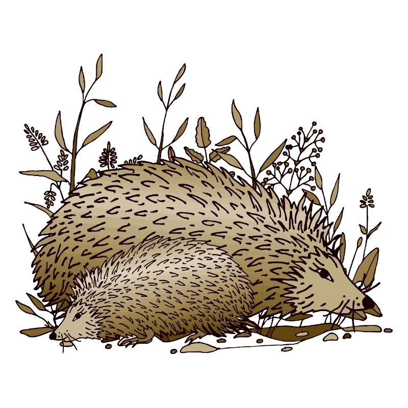 Hedgehogs