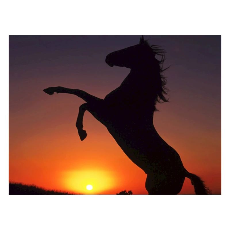 chevaux sur coucherdu soleil