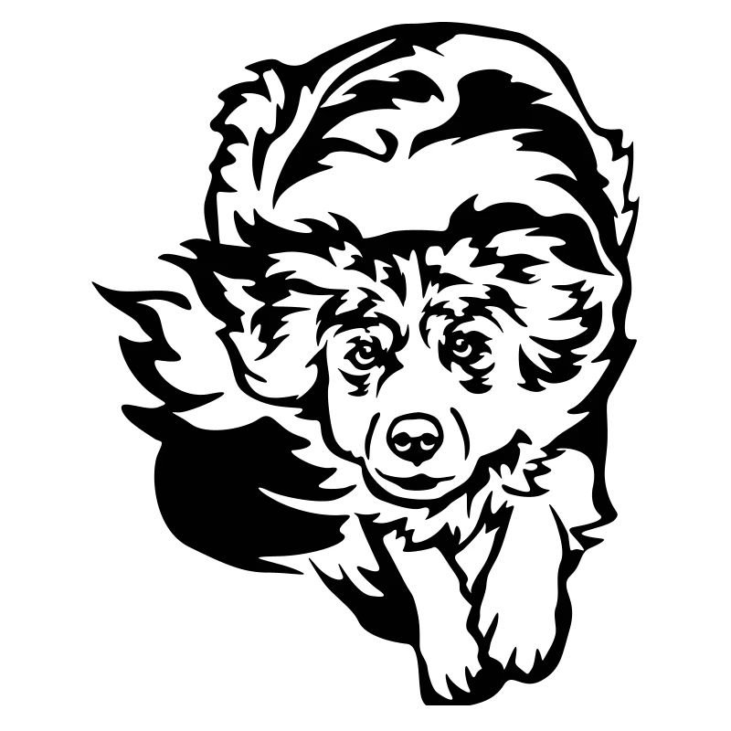 Australian Shepherd