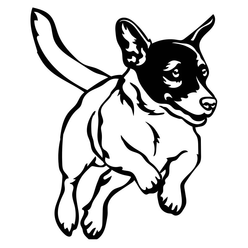 Jack Russell Terrier