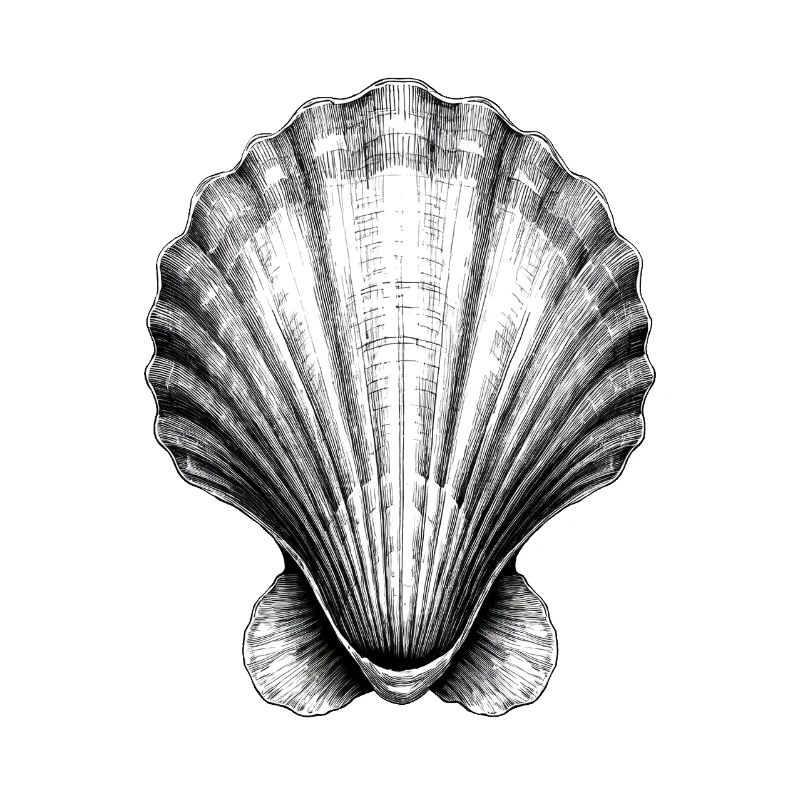 Stunning shell illustration