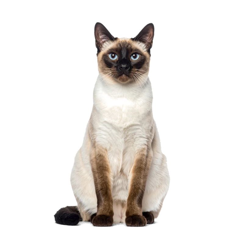 Siam Cat – Édition Good Pet