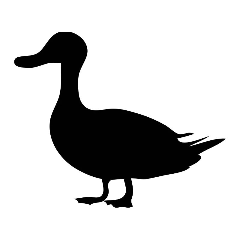 Canard