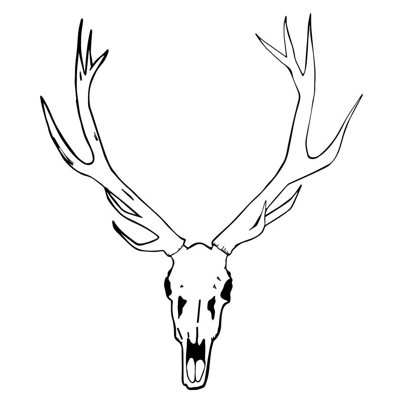 Deer skull
