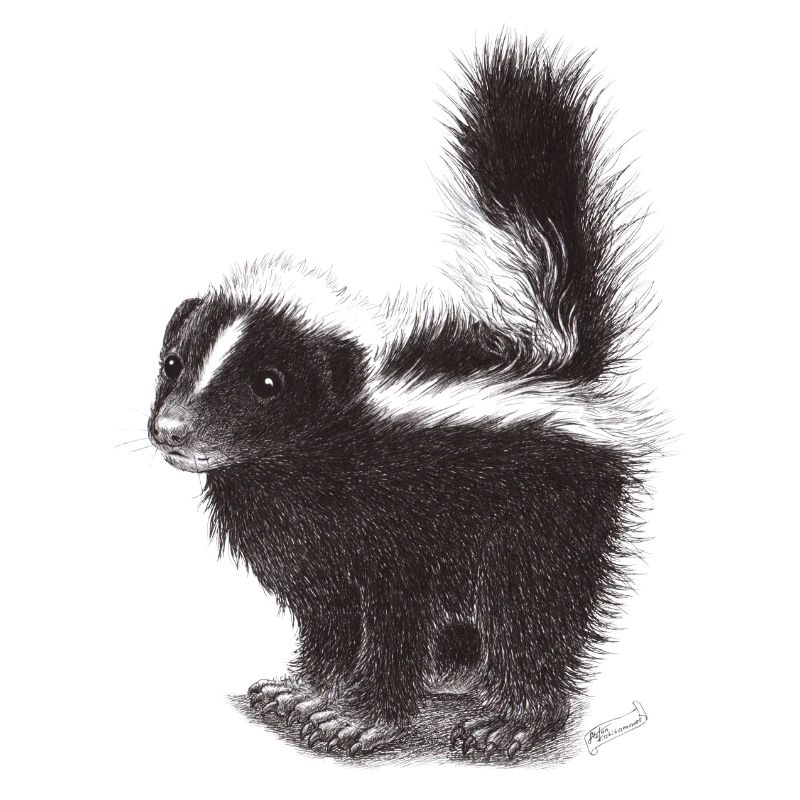 Cute cool skunk