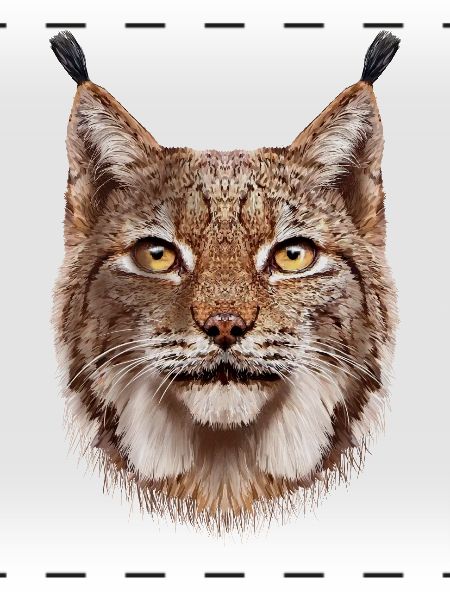 Luchs