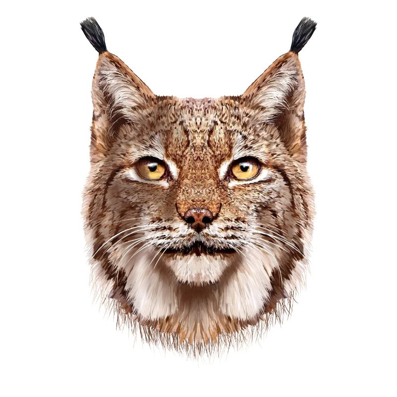 Luchs