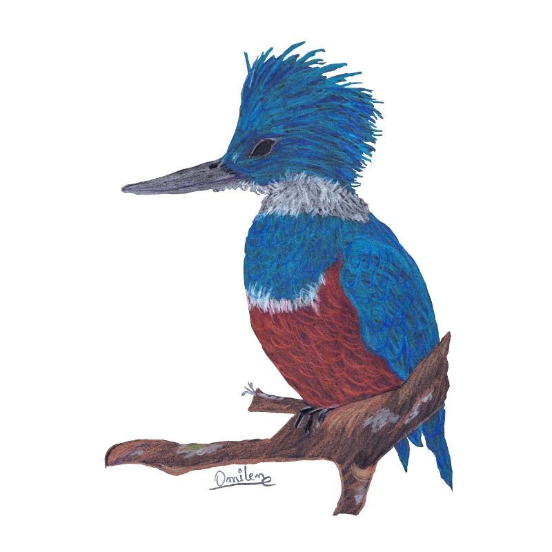 Ein charismatischer Eisvogel.