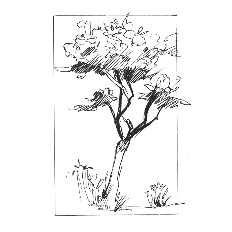 Tree sketch