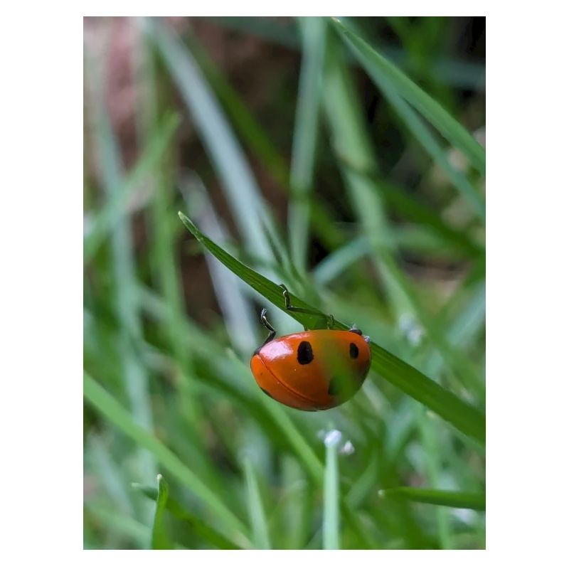 Close-up: Ladybug on grass
