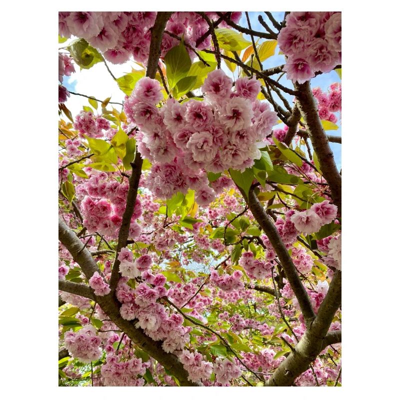 Cherry blossom magic in spring