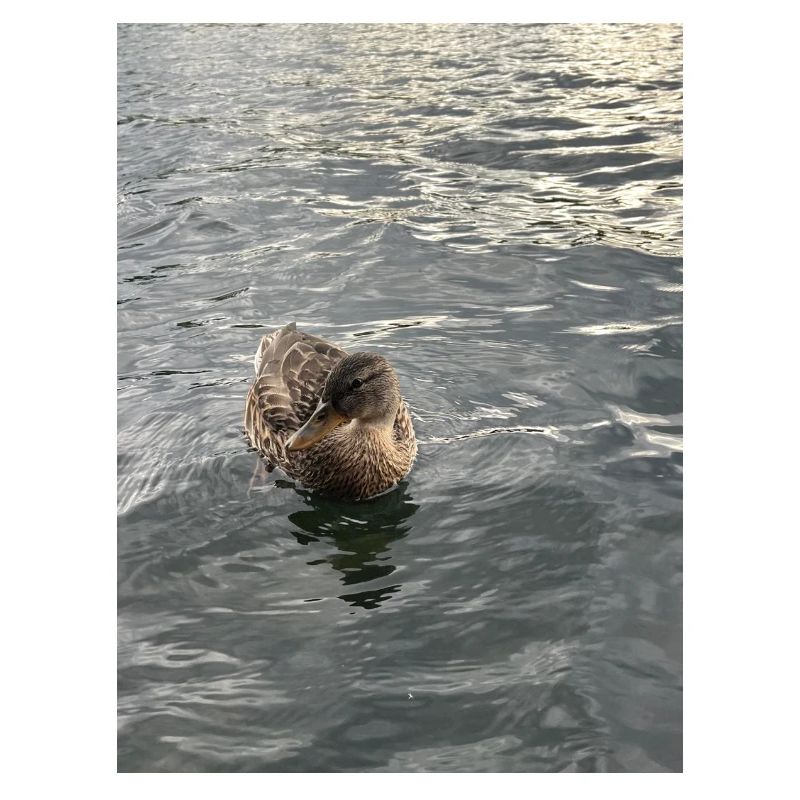 Duck on calm water