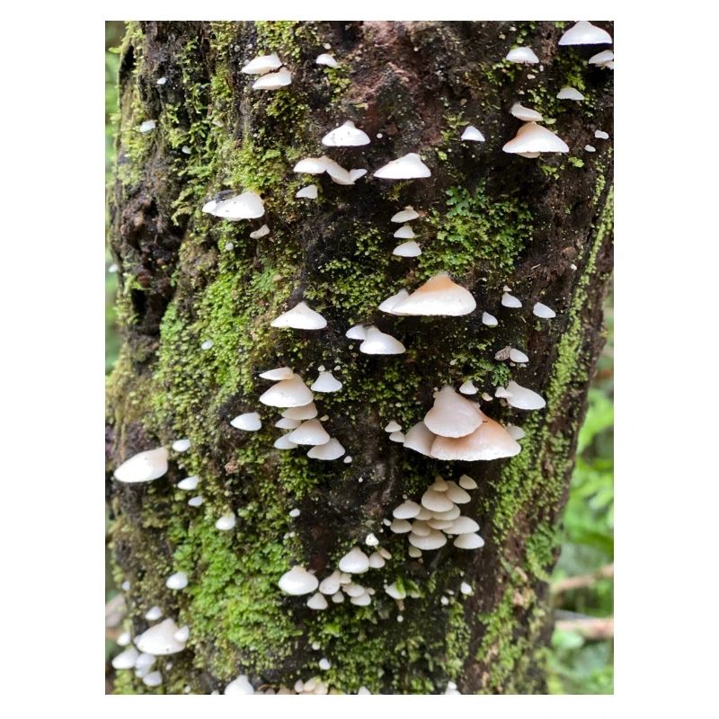 Moosbewachsene Pilzkolonie am Baum