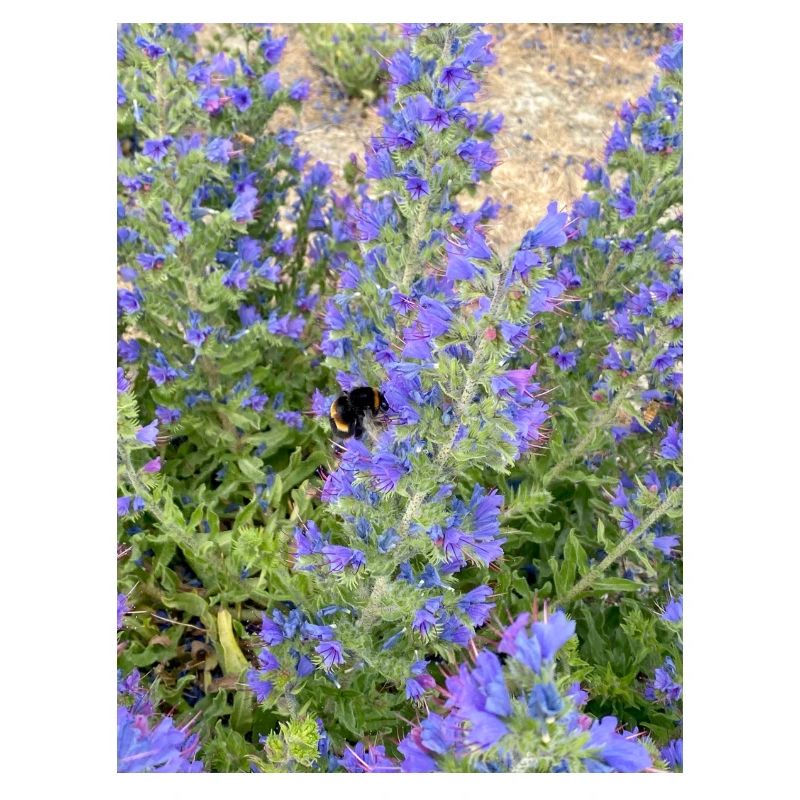 Lilac Blossoms Bee-Friendly Pattern