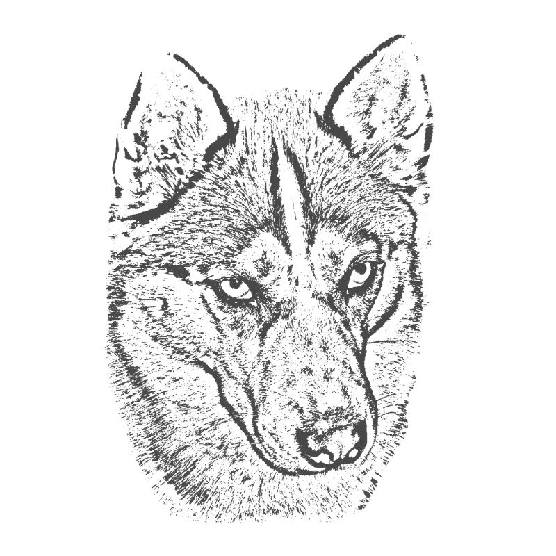 Wolfsblick Graustufen Illustration