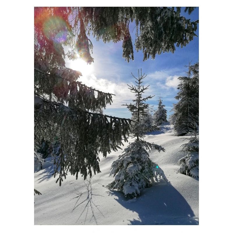 Forêt d’hiver Rayons de soleil dans la neige