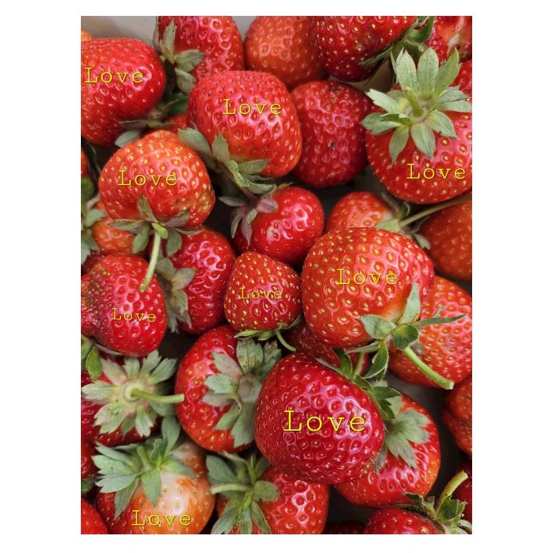 Fraises