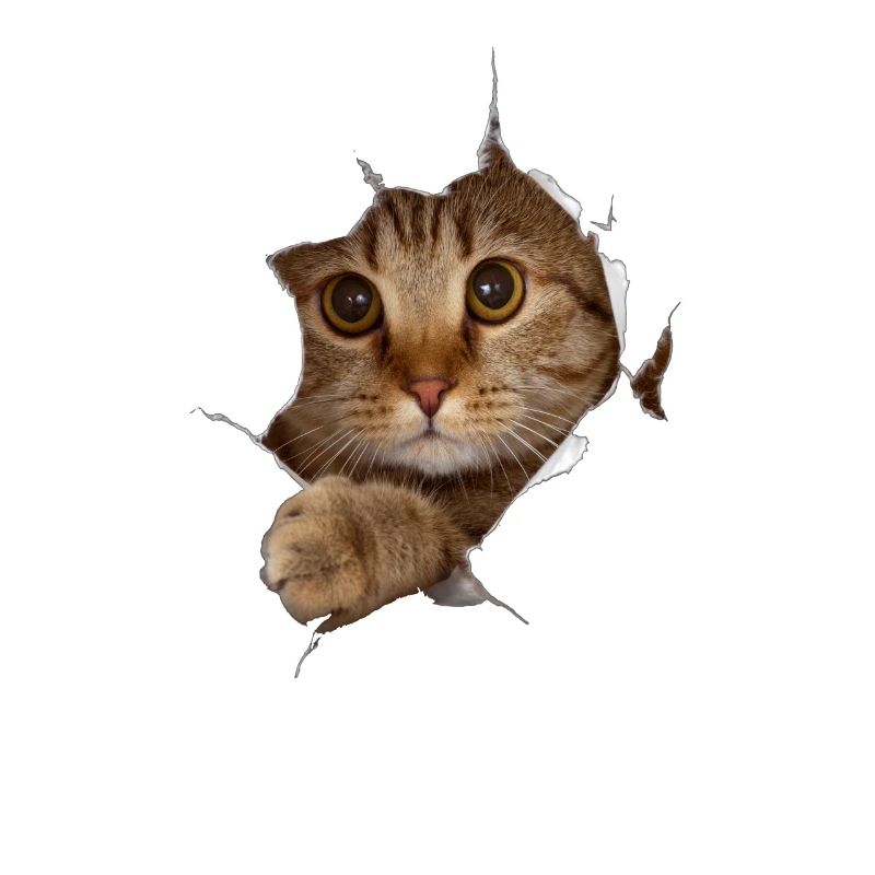 Chat 3D chaton doux - cadeau