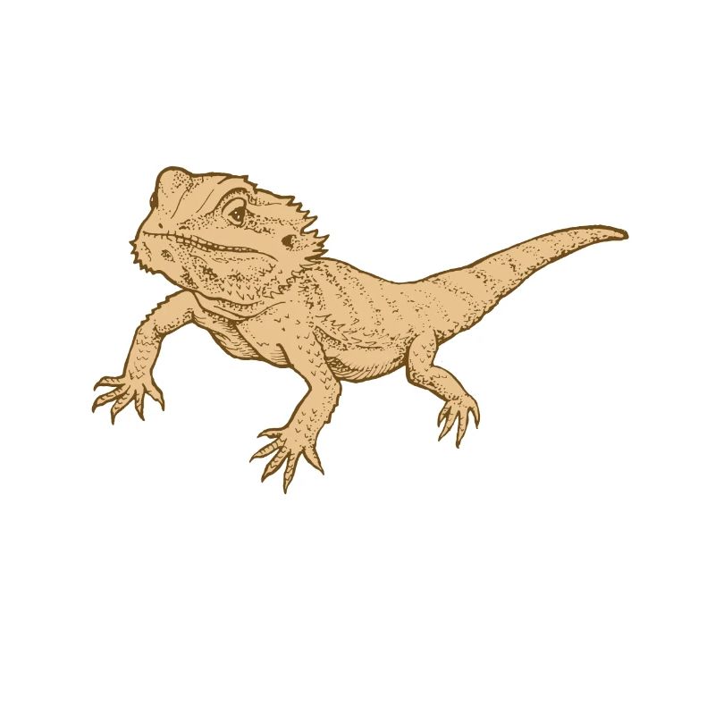 Bartagame Reptil Echse Gecko Futter Grillen