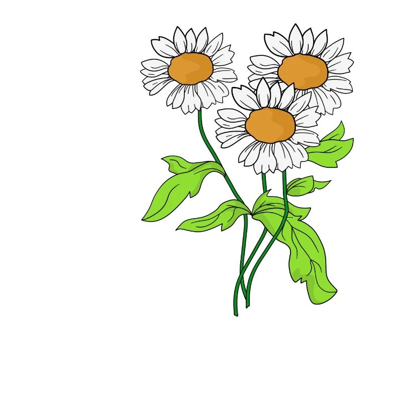 Gänseblümchen Blume Pflanze blühen Geschenkidee
