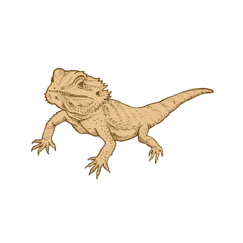 bearded dragon