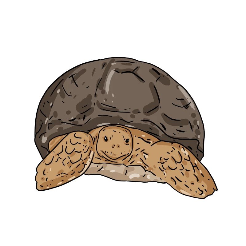 turtle