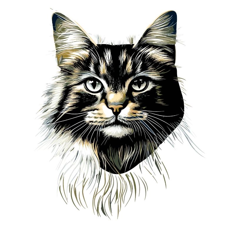 Cat Norwegian Forest Cat Norwegian Forest Cats