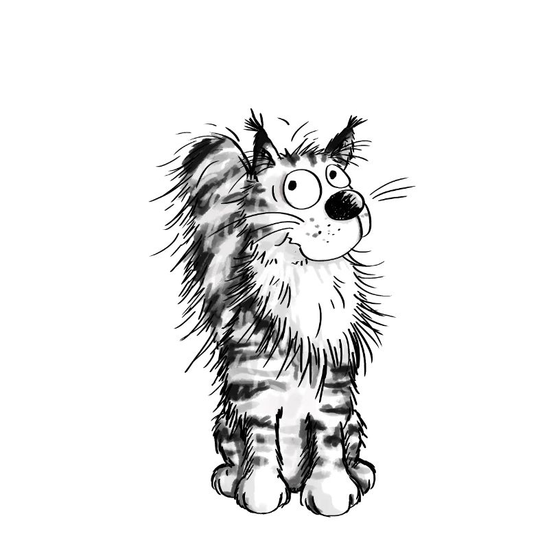 Joyeux Maine Coon - Chat - Main Coon - Chats
