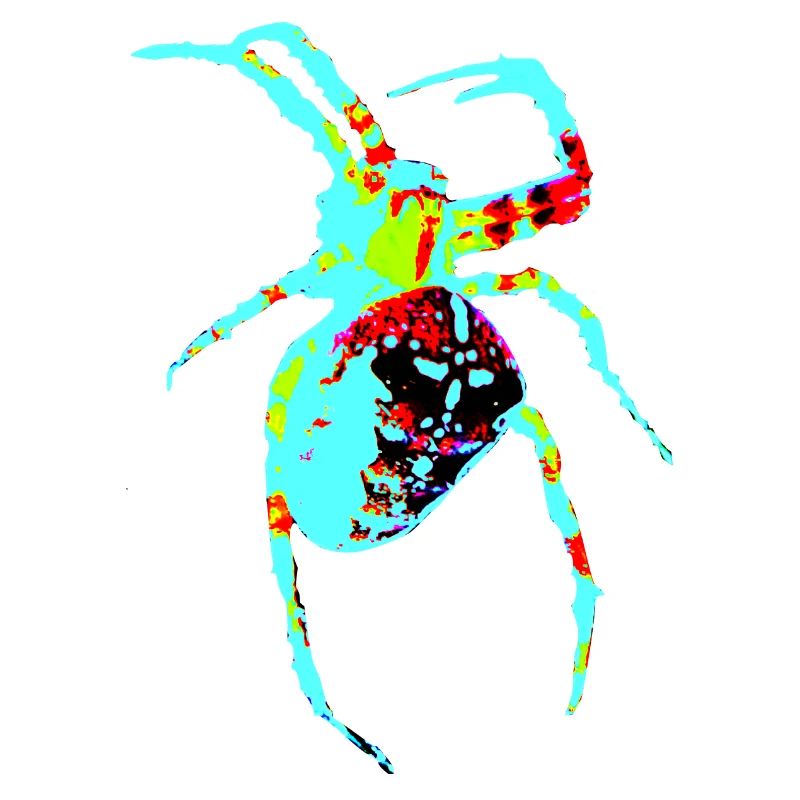 Araignée aux couleurs néon