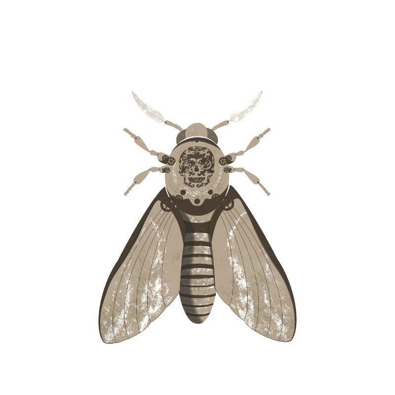 Skull Moth Anatomy