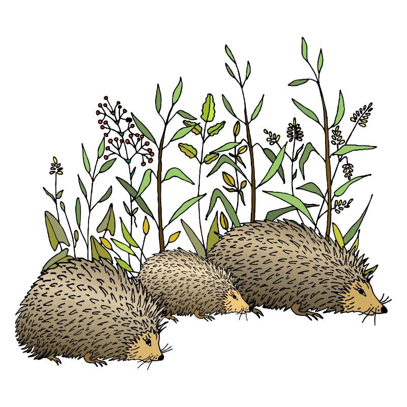 Hedgehogs