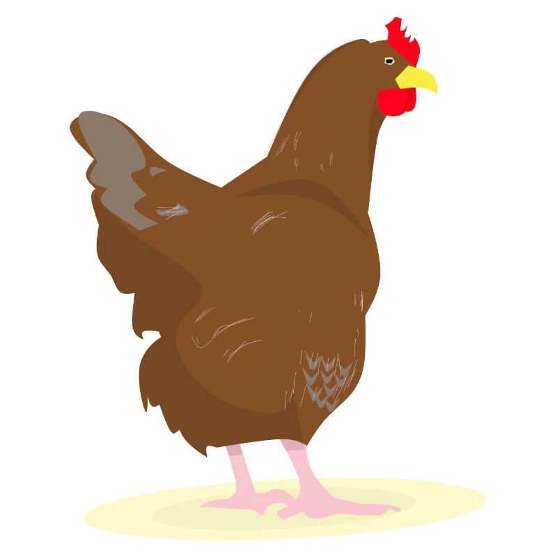 CHICKEN - HAHN - EGGS