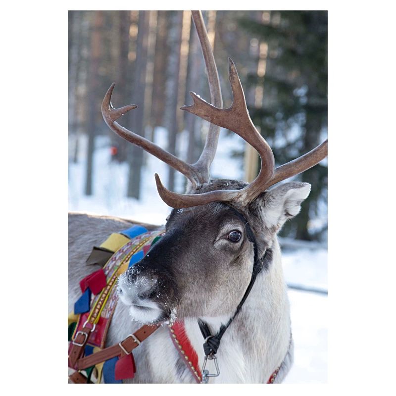 Reindeer