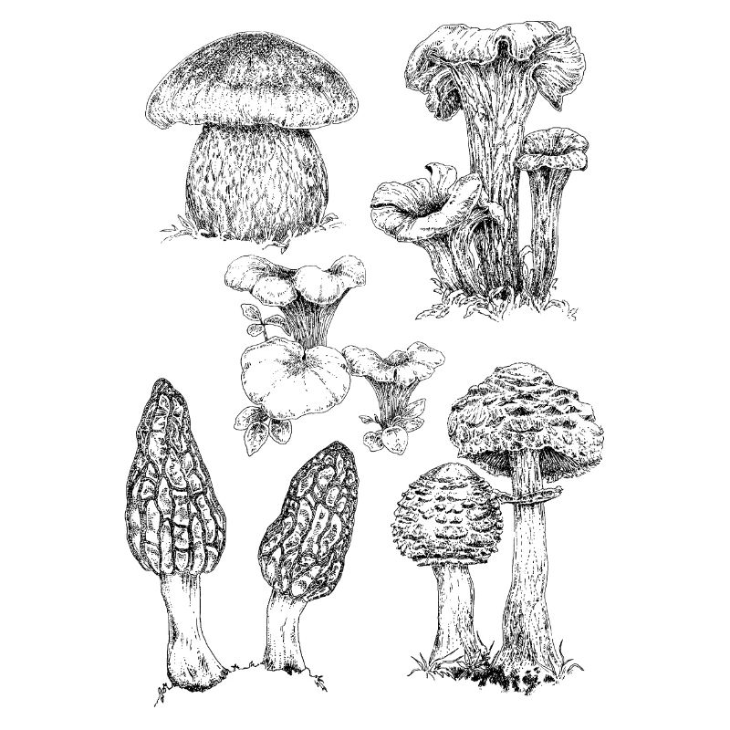 MUSHROOMS