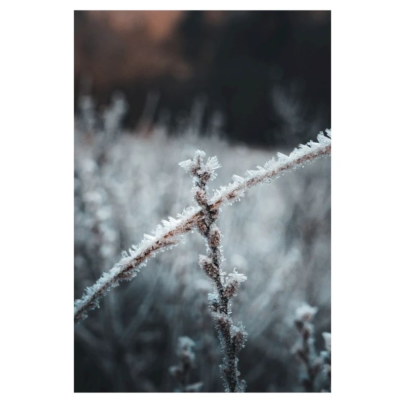 Frost