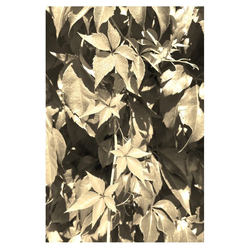 Junger Wilder Wein sepia
