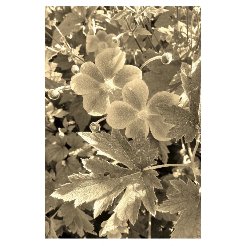 HERBST-ANEMONEN sepia