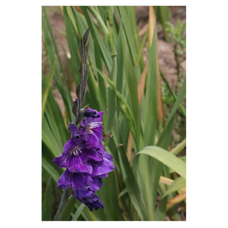 Gladiole – Stärke in Blüte