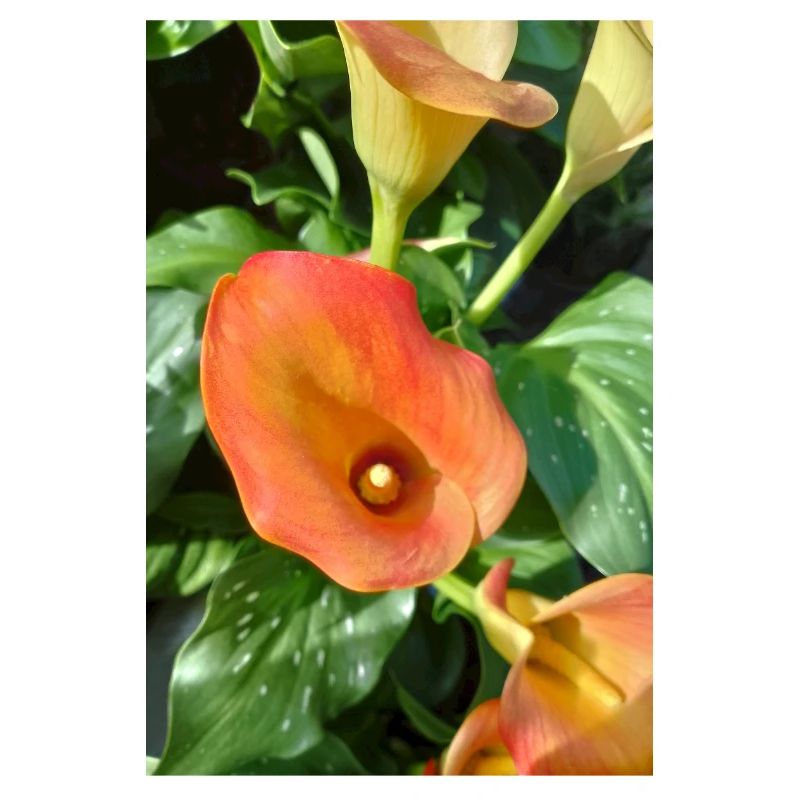 Orange Calla Blossom Magic