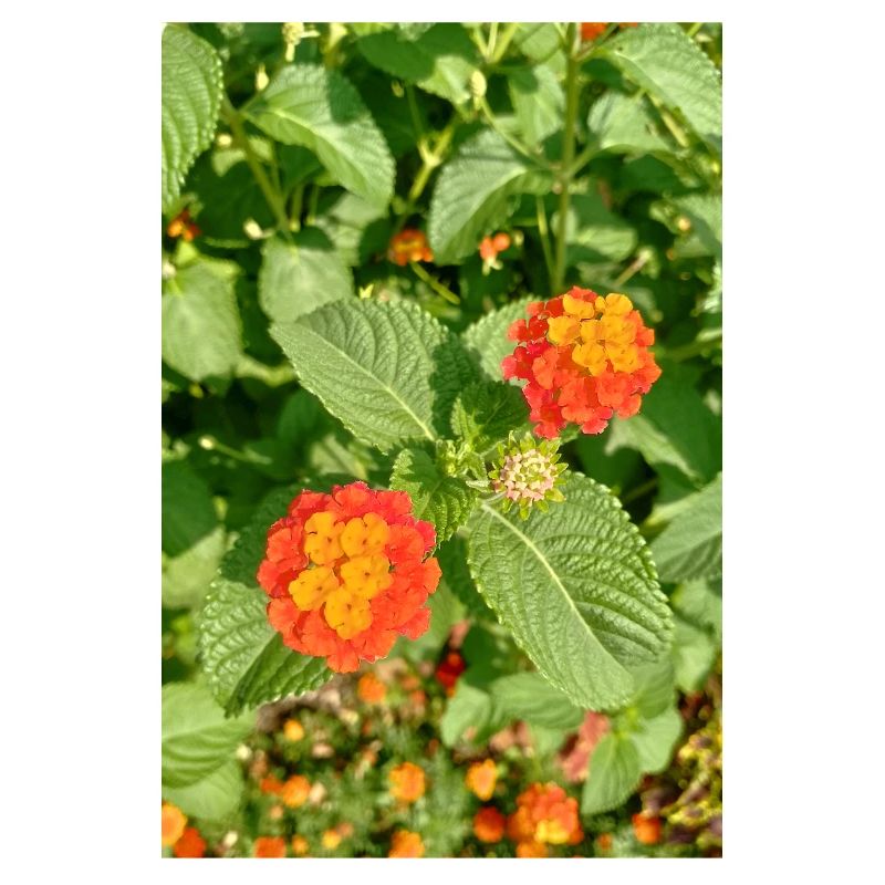 Blühender Garten – Farbenfrohe Stimmung