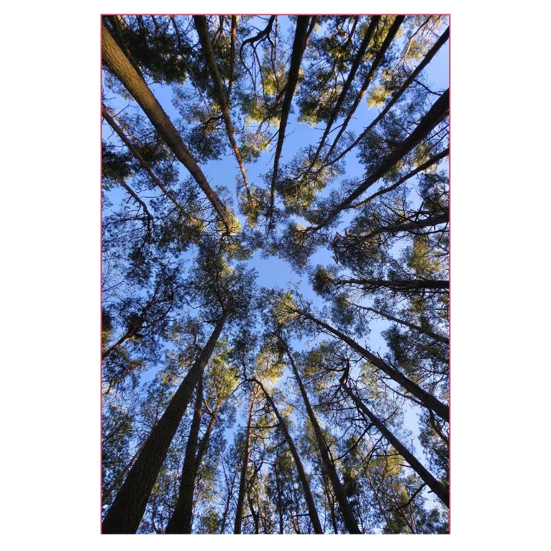Zwischen Himmel und Baumwipfeln – ein Blick nach oben
