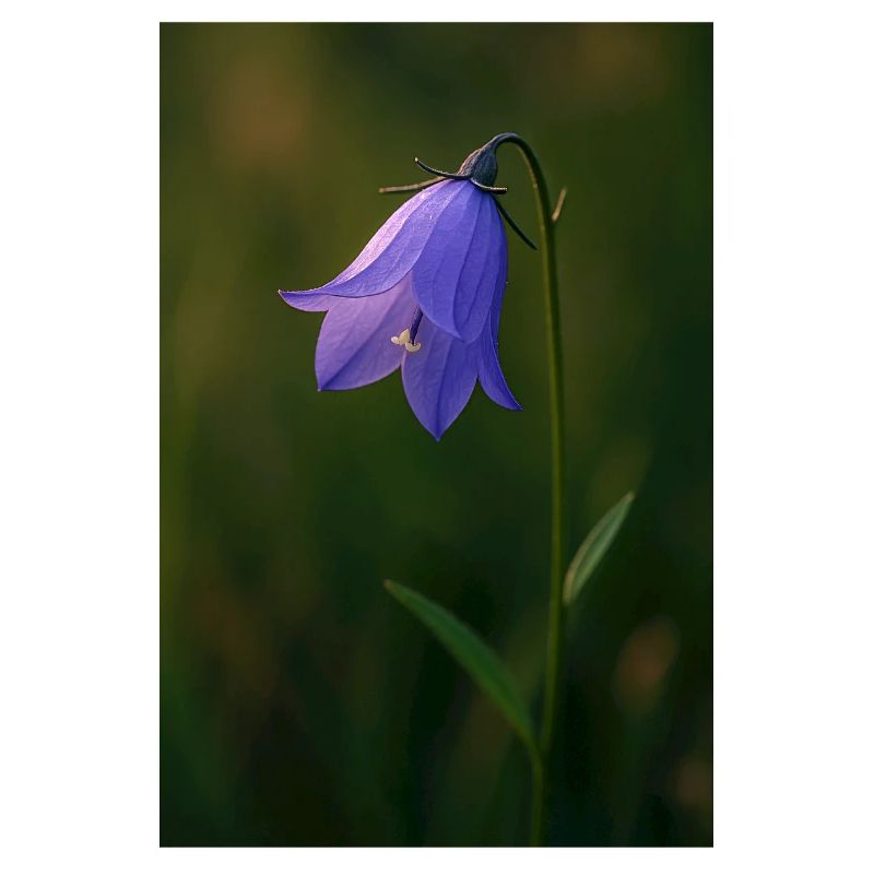 Rundblättrige Glockenblume