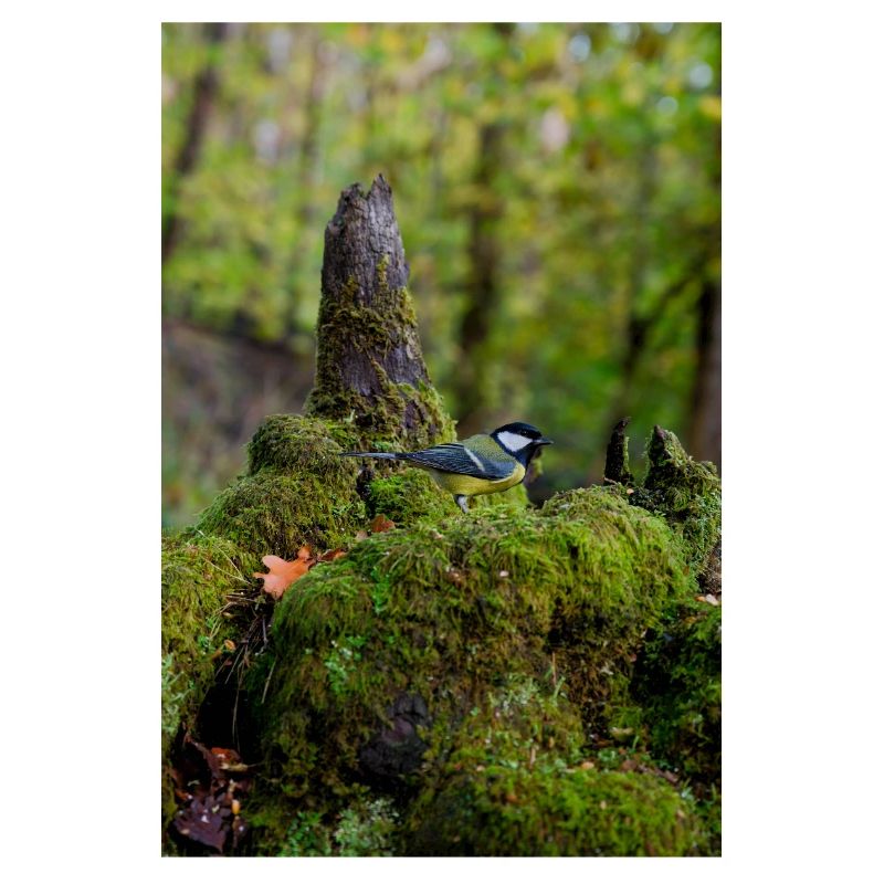 Oiseau de forêt moussu dans une clairière tranquille