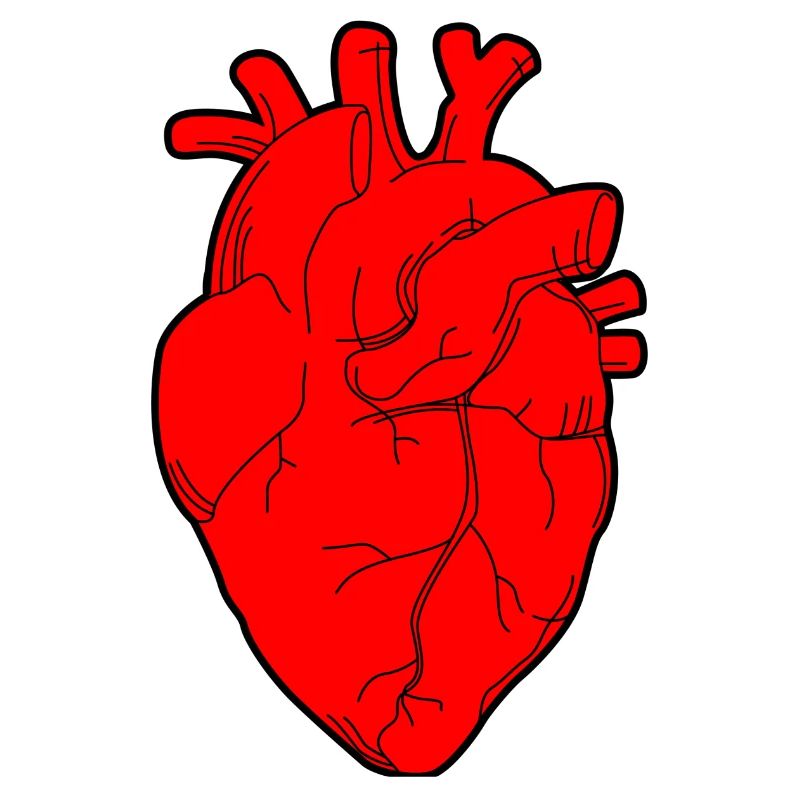 Heart